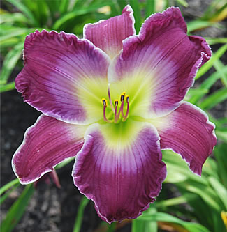 A Time To Paws Daylily available at Ellies Daylilies in Unity Maine