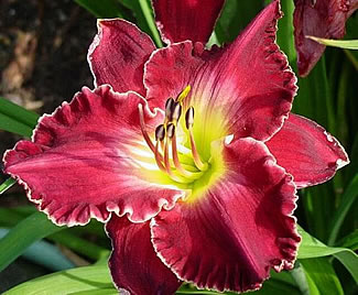 Francis Of Assisi Daylily