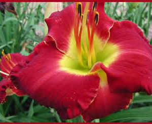 Mississippi Red Bed Beauty (Out Of Stock)