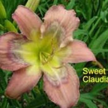Sweet Claudia